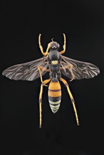 Eutanyacra picta